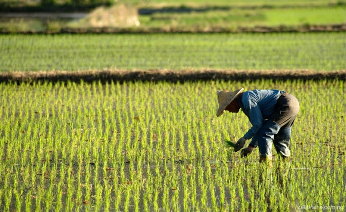 Transforming Agriculture in Northern Nigeria | NADI Enumerators Recruitment